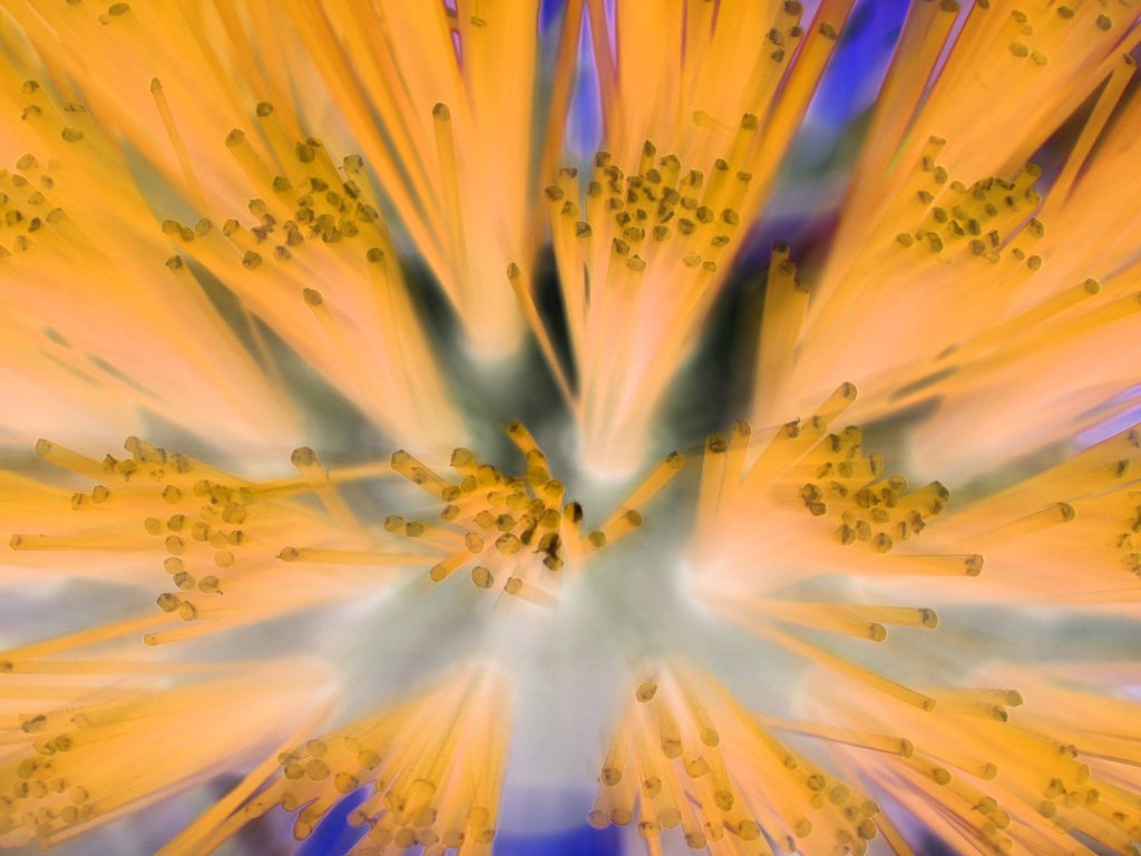 Fiber Optics? or is it close up of a Brush