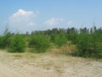 There are a lot of such small tree on Coney Island