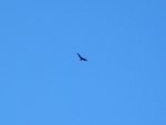 Bird in Sky