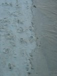 Footprints on the beach