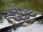 Tortoise at the "Freedom Pool"