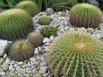 Cactus Garden at Terminal 1
