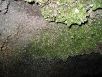 The side of the cave are filled with oysters