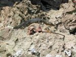 A small monitor lizard basking in the sun