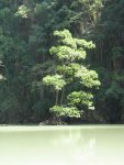 Lone mangrove tree in the lagoon