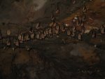 Close up view of the bats as we are going out