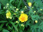Some nice flowers