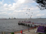 Birds!!