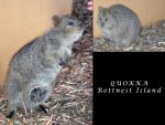 Quokka with baby. A marsupial commonly found on the island