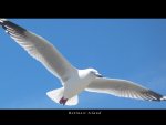 Mutton Bird