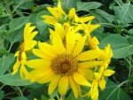 Sunflower Garden at Changi Airport Terminal 1
