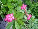 Flowers in the garden at the Bali Dynasty Hotel