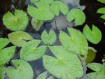 Pond
