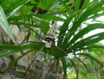 A spider in the temple