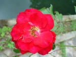 Big Red Flower