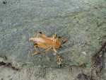 Cricket