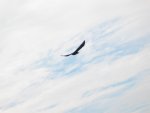 No this is not a eagle. It's a Crow
