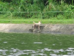 Brown Doggy just completed its swim