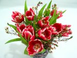 Highlight for Album: Tulips