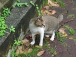 Thie cat came to me when i was taking photo of the mosque.