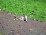 Another shot at the cat as I left the place